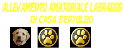 Allevamento labrador di casa Bertoldo